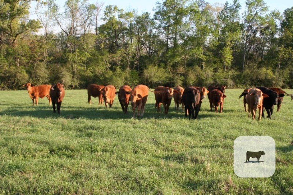 Cattle Range Listing Photo