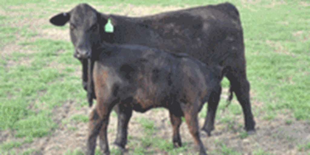 6 Brangus 1st-Calf Pairs... Central TX