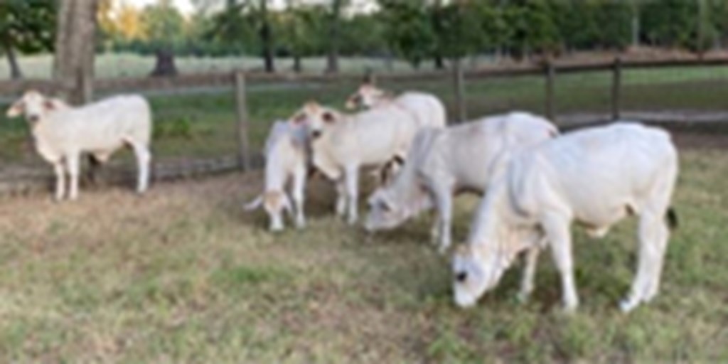 10 Brahman & Crossbred Rep. Heifers... Southeast TX