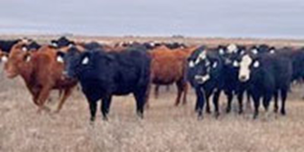 Cattle Queen Of Montana