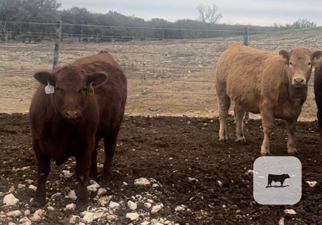 Cattle Range Listing Photo