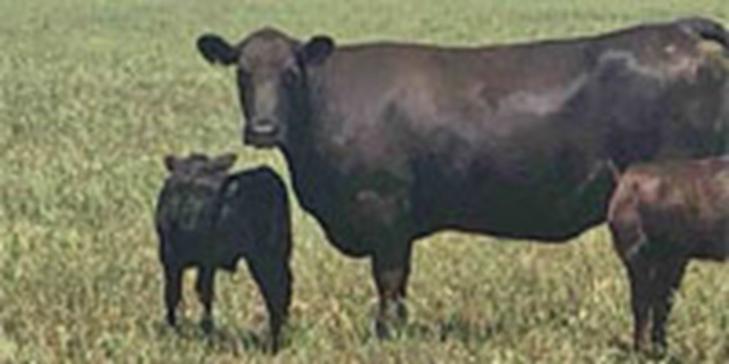 120 Angus, Red Angus & Charolais Cross Cows w/ 75+ Calves... W. Central TX