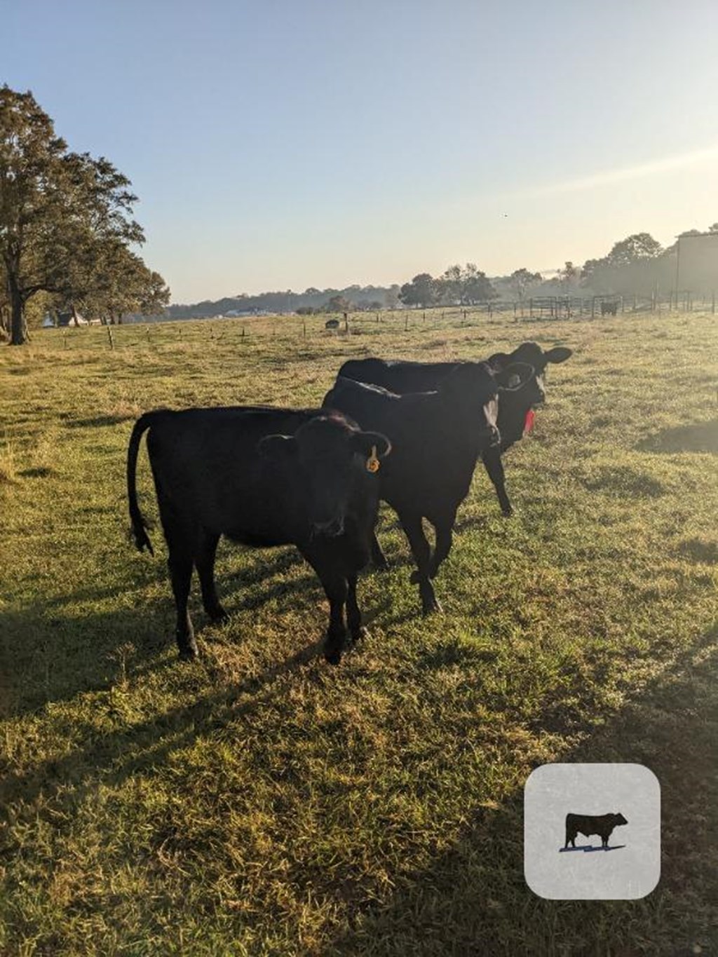 Cattle Range Listing Photo