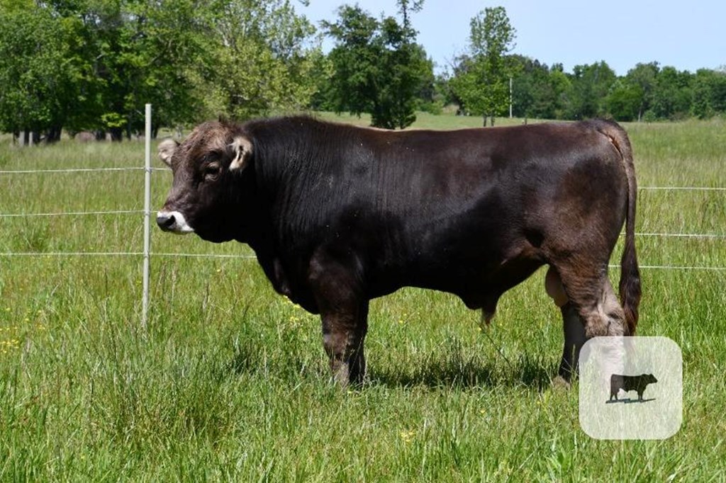 Cattle Range Listing Photo