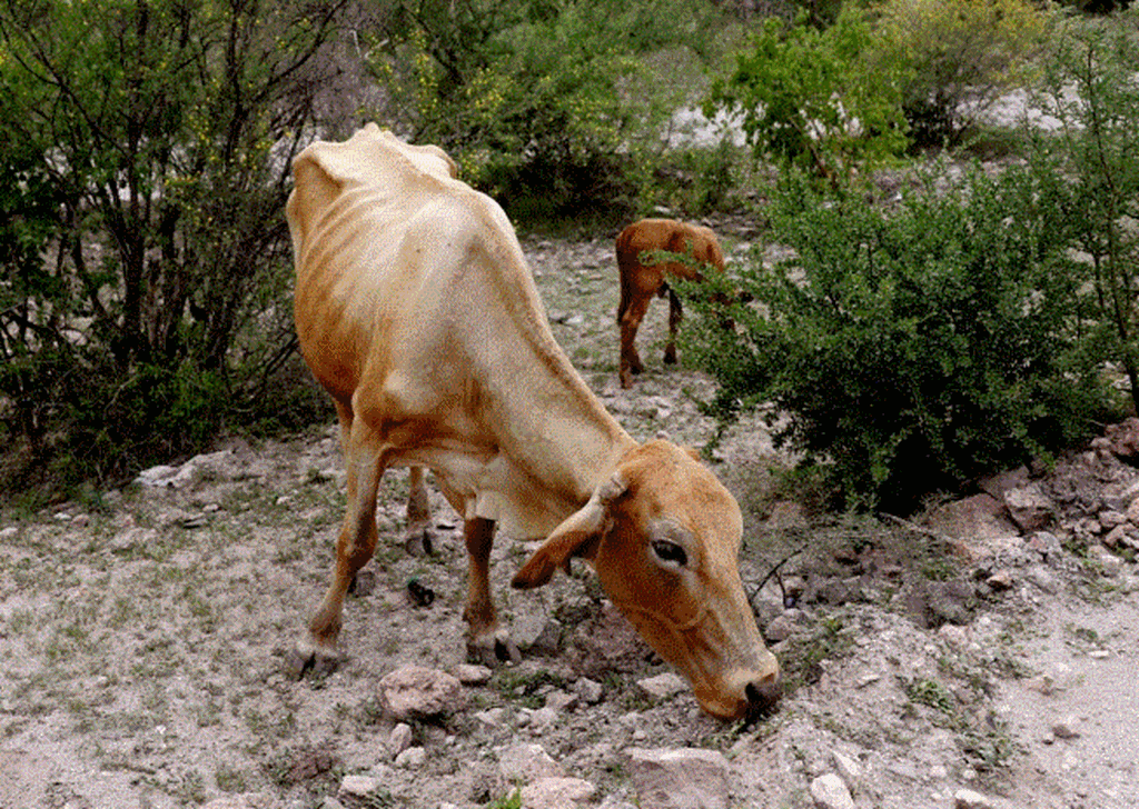 Thousands of Cows are Starving to Death in Drought-Plagued Northern Mexico