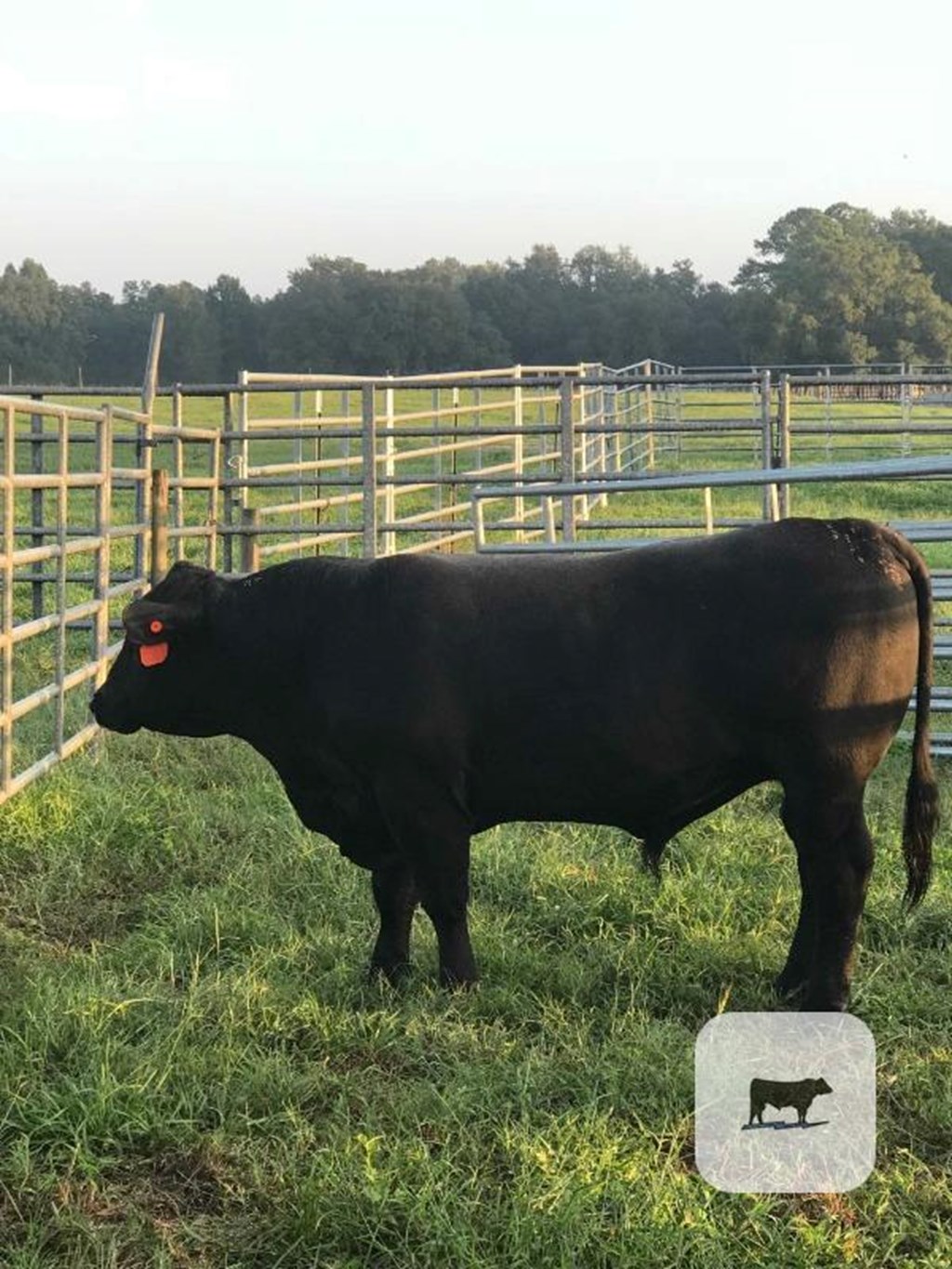 Cattle Range Listing Photo