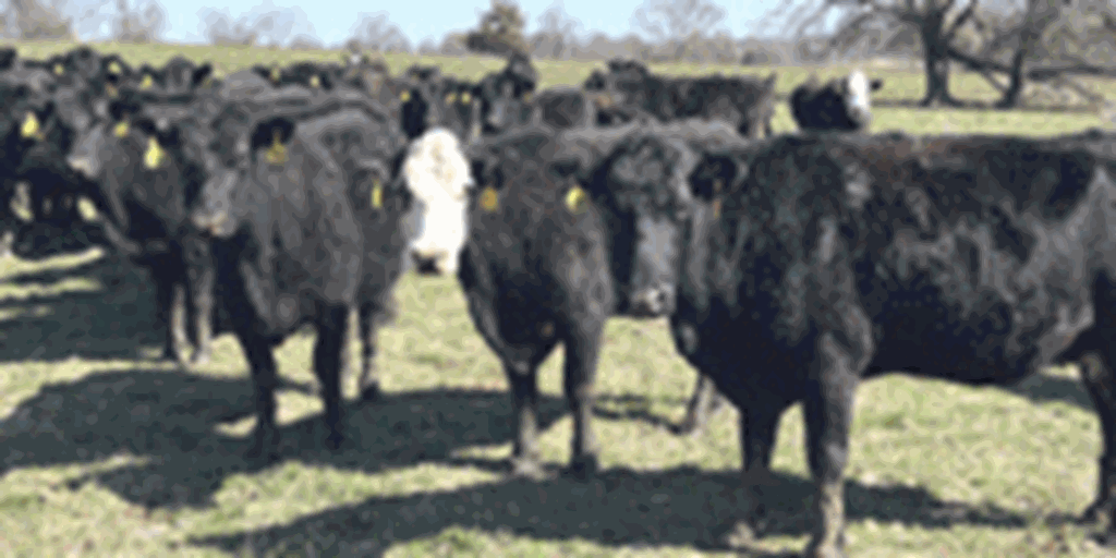 56 Angus & BWF Cows... Southwest MO