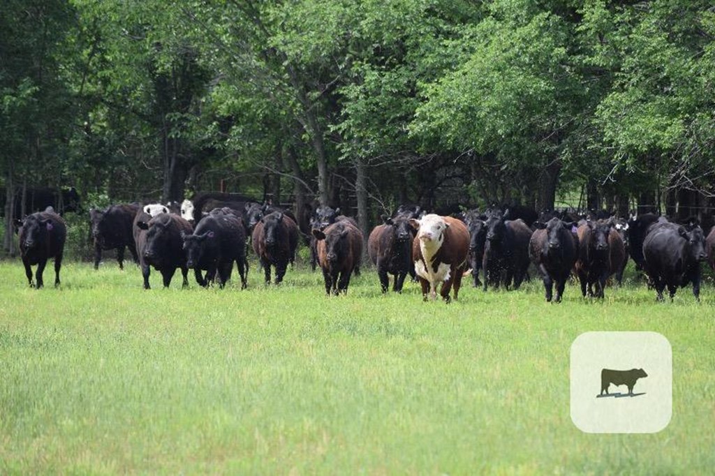 Cattle Range Listing Photo