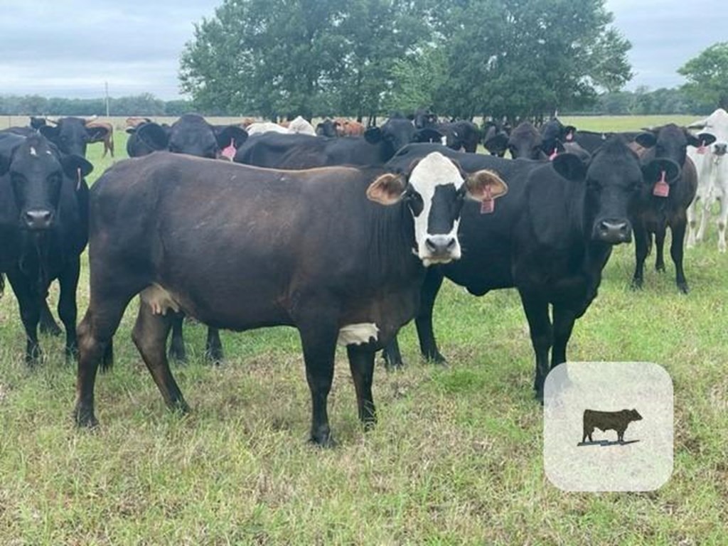 Cattle Range Listing Photo