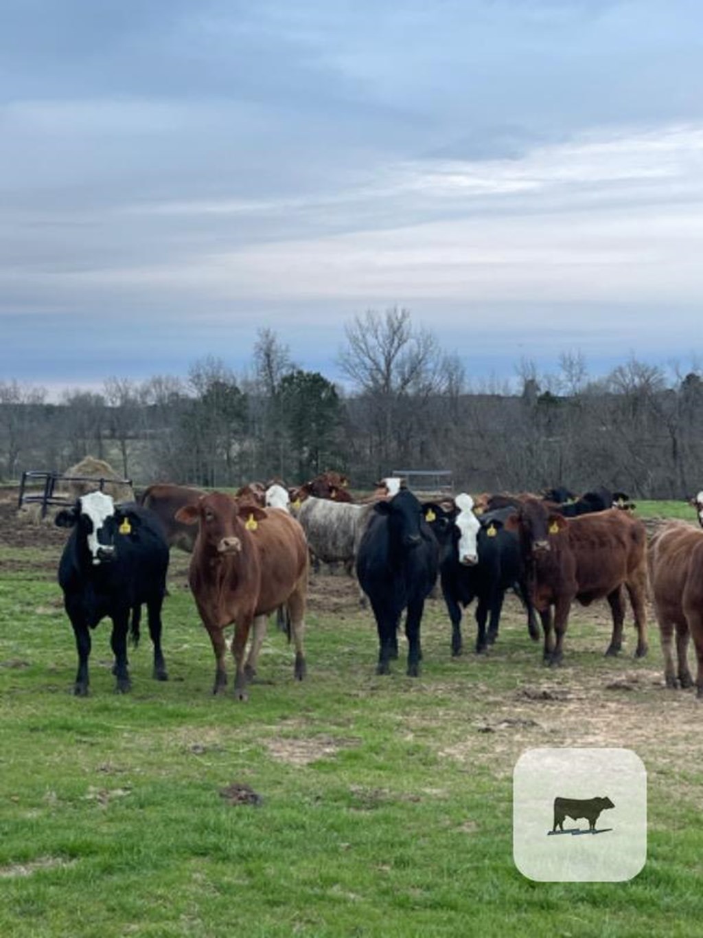 Cattle Range Listing Photo