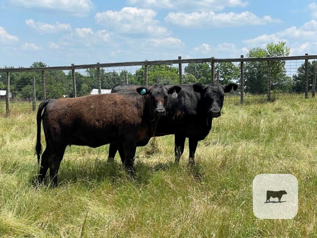 Cattle Range Listing Photo