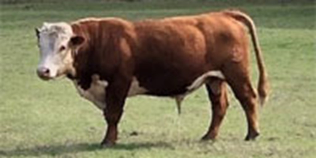1 Reg. Hereford Bull... Southeast TX