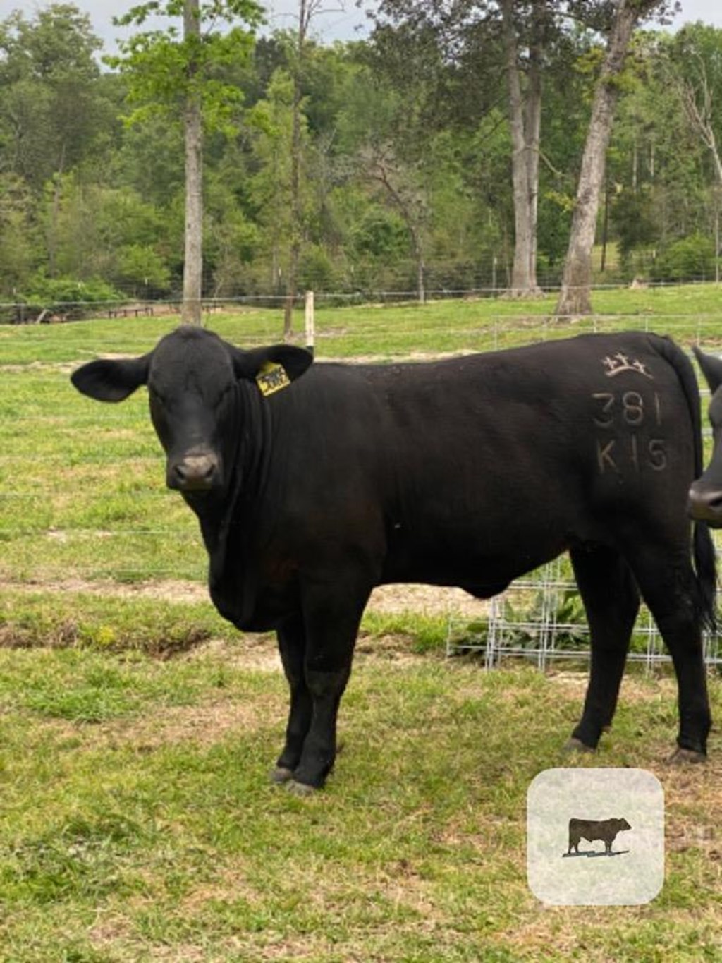 Cattle Range Listing Photo