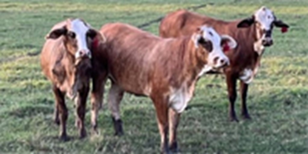 60 Braford & Tigerstripe Bred Heifers... Southeast LA