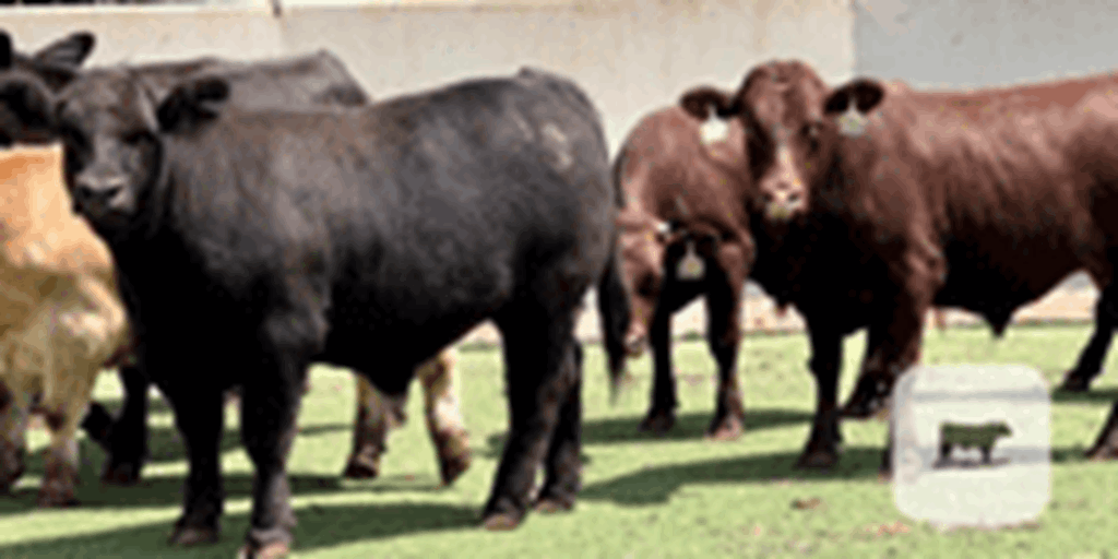 23 Mixed Breed Feeder Cattle... Central TX