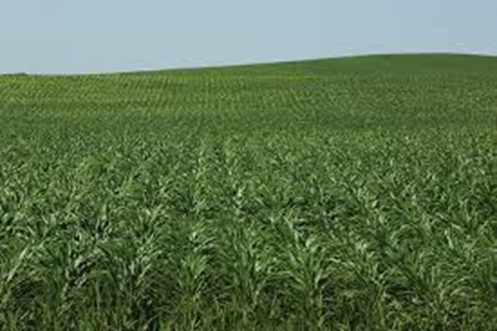 USDA Crop Acreage Planted Report