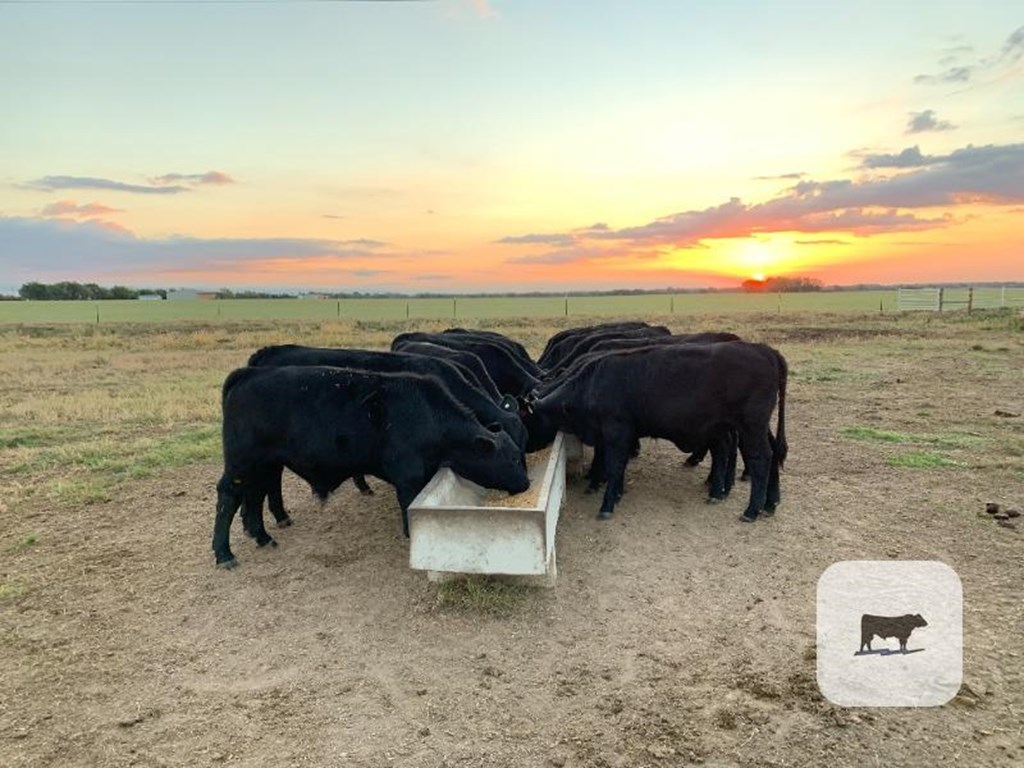 Cattle Range Listing Photo
