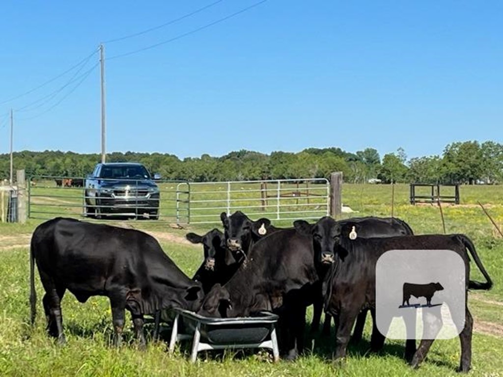 Cattle Range Listing Photo