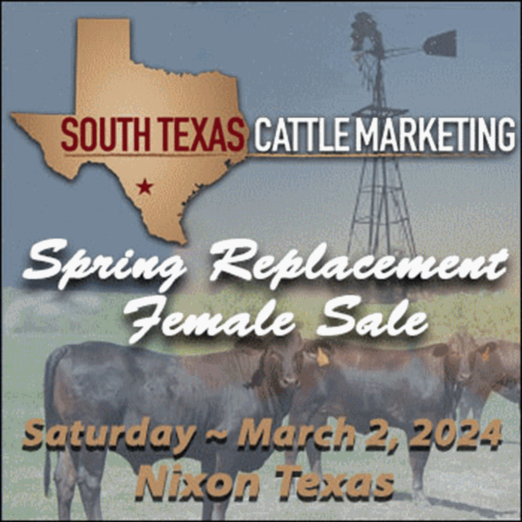 South Texas Cattle Marketing Spring Female Replacement Sale