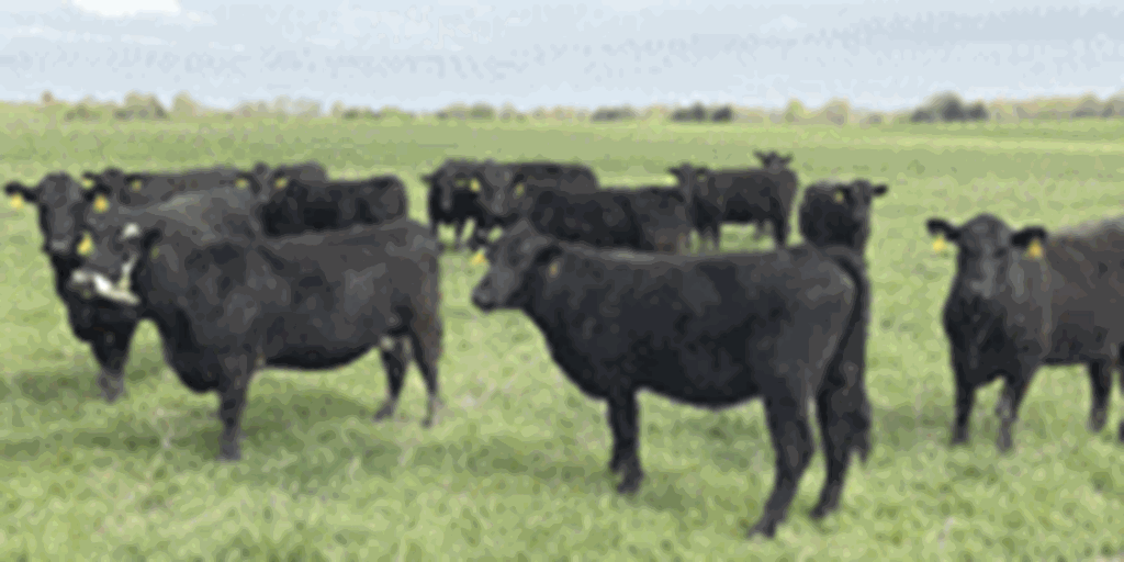 680	Angus & BWF Cows... Southwest MO