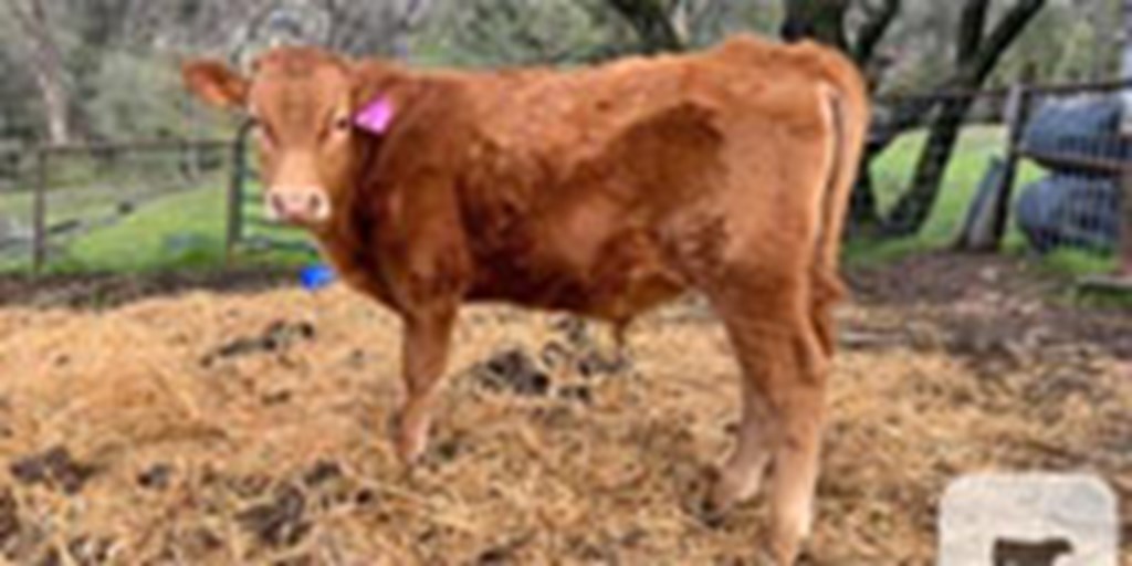 3 Reg. Wagyu Bulls... Central CA