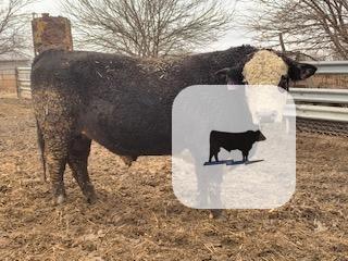 Cattle Range Listing Photo