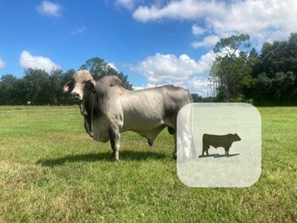 Cattle Range Listing Photo