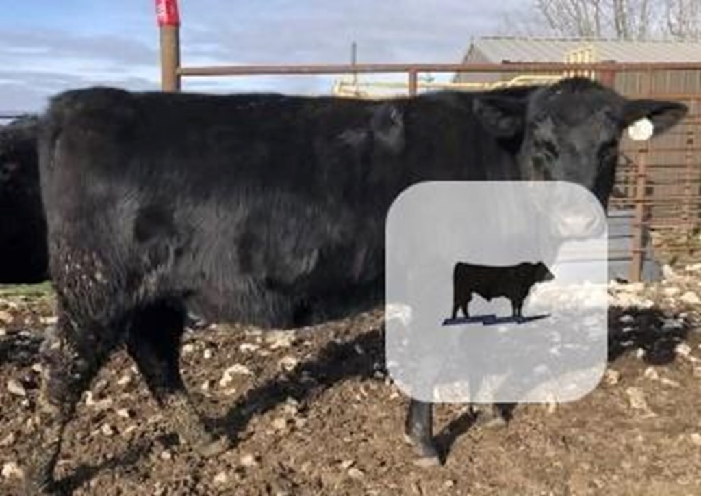 Cattle Range Listing Photo