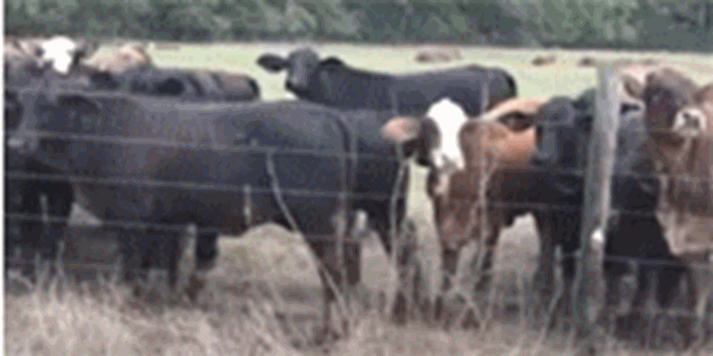 80 F1 Braford & Brangus Rep Heifers... Southeast LA