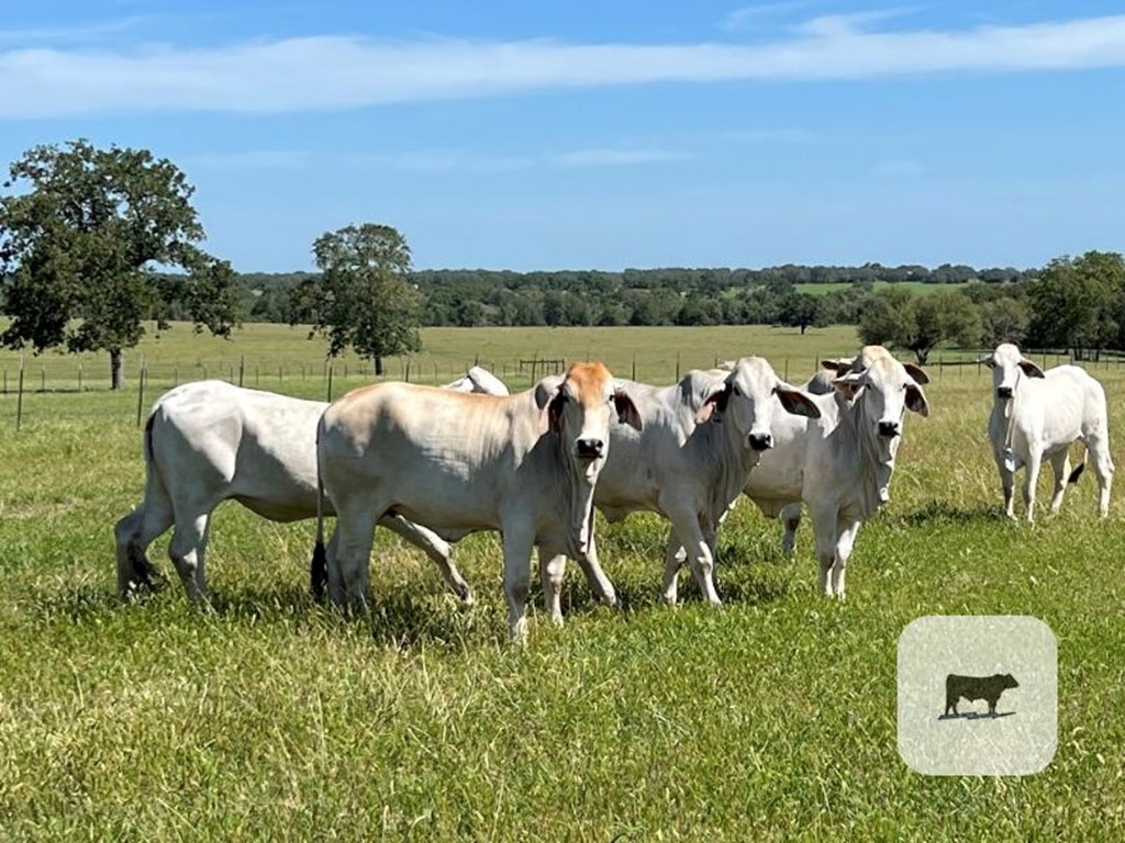 Cattle Range Listing Photo