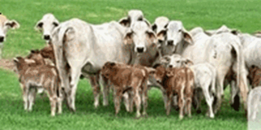 12 Brahman Pairs... Southeast AR