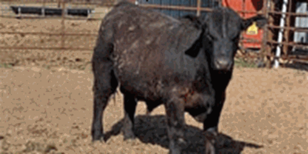 3 Reg. SimAngus Bulls... North TX