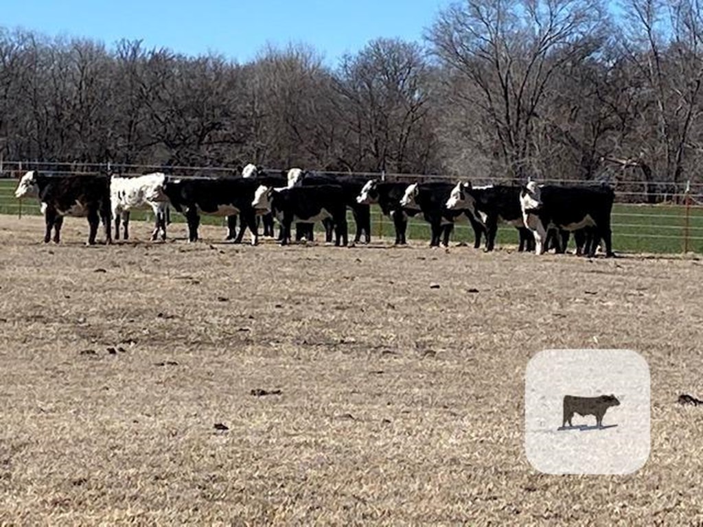 Cattle Range Listing Photo