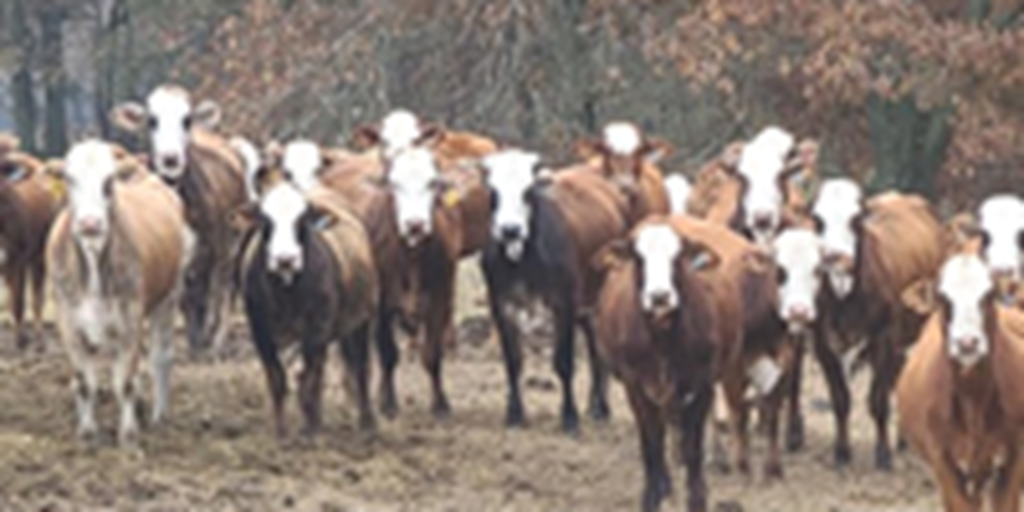 34 Braford/Tigerstripe Rep. Heifers... Northeast LA