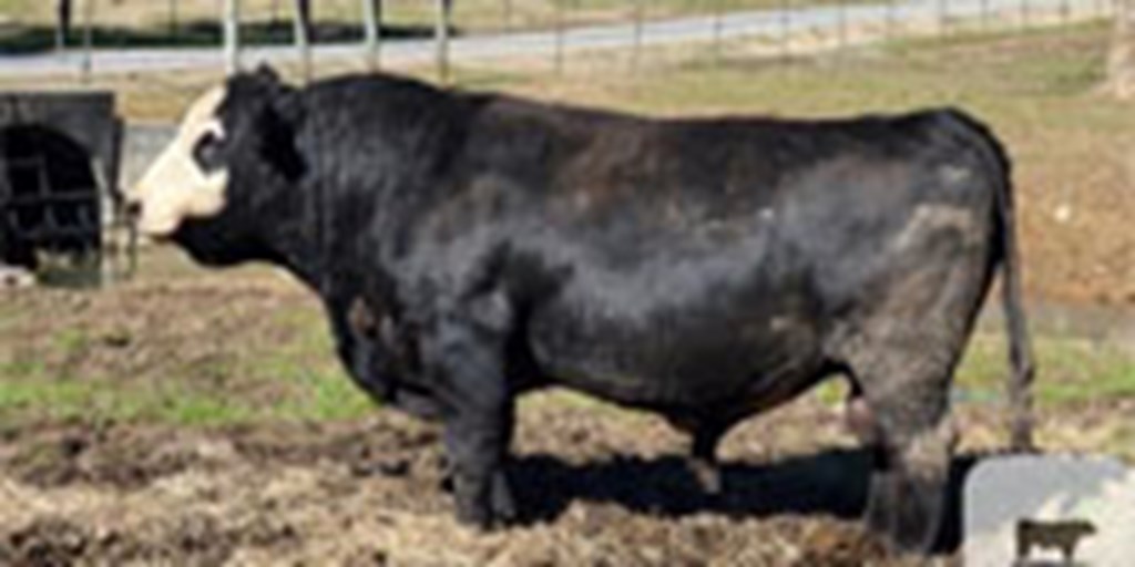 1 Reg. SimAngus Bull... W. Central AL