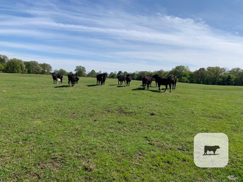 Cattle Range Listing Photo