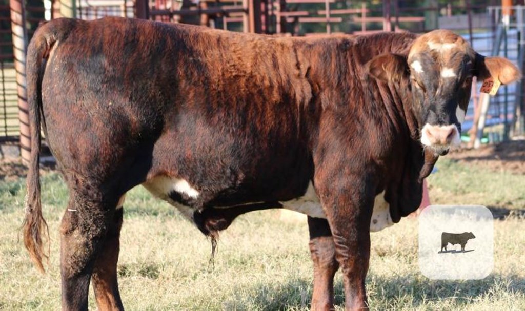 Cattle Range Listing Photo