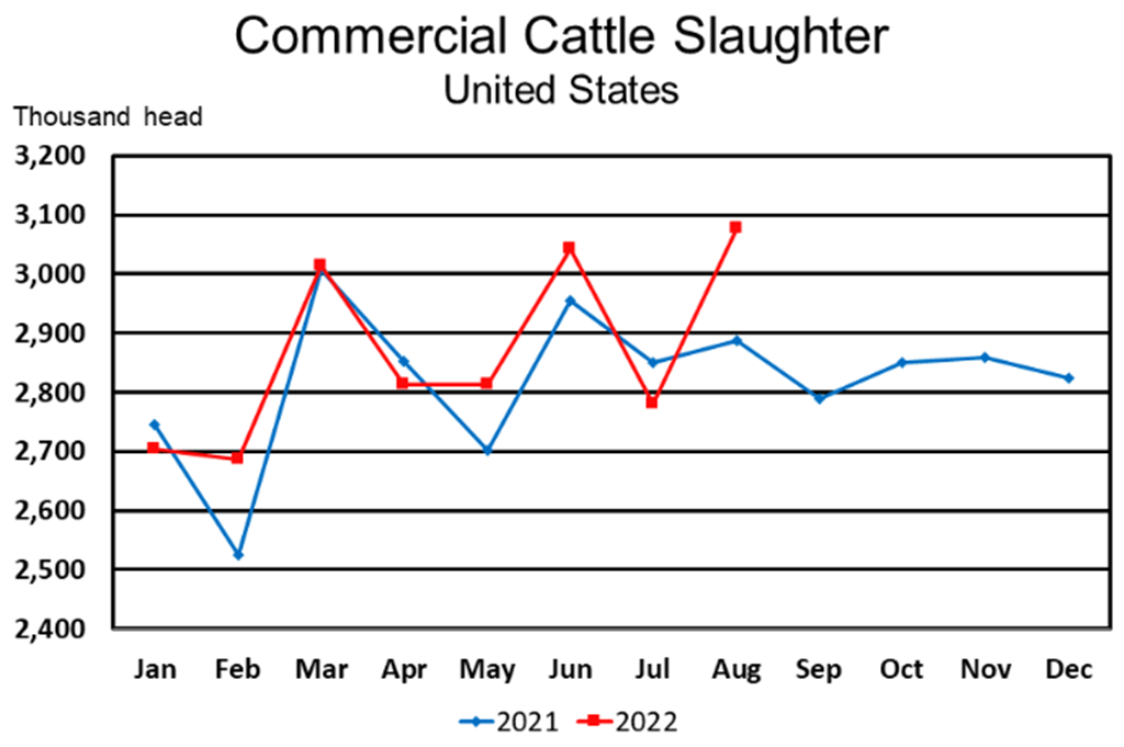 September Livestock Slaughter Report: Record High Red Meat & Beef Production
