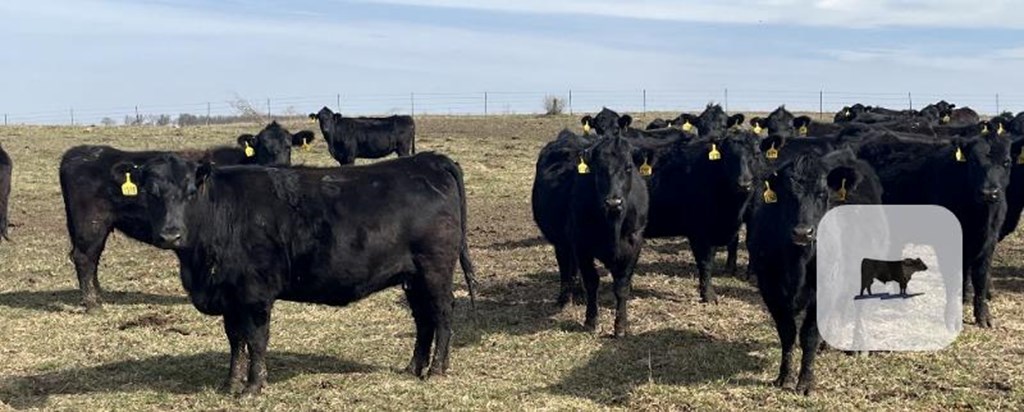 Cattle Range Listing Photo