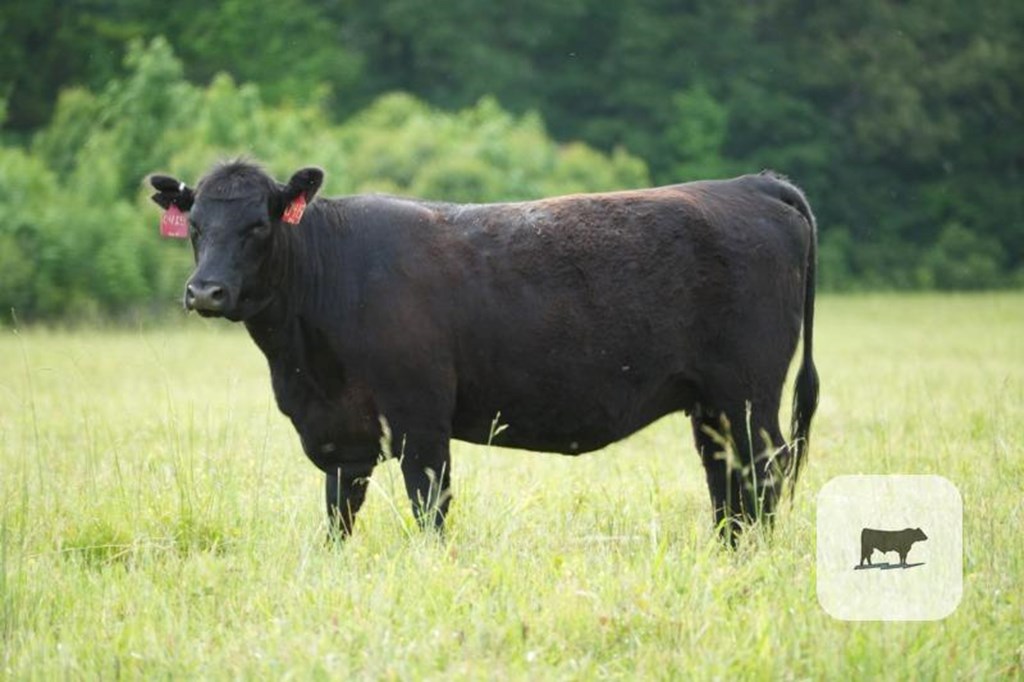 Cattle Range Listing Photo