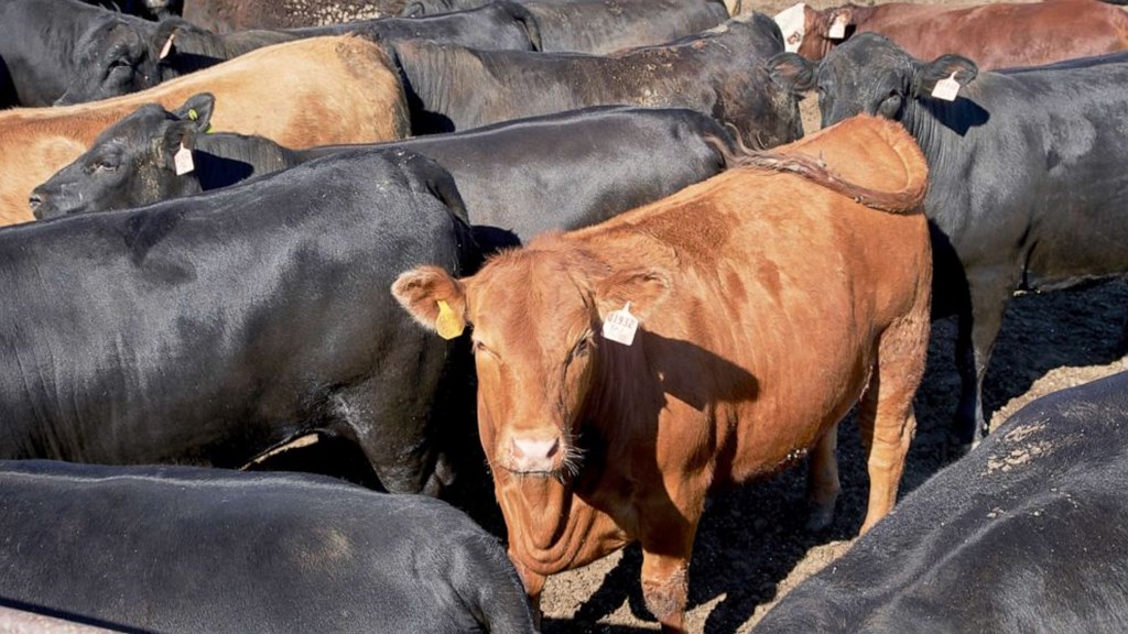 United States Cattle on Feed Up 2 Percent
