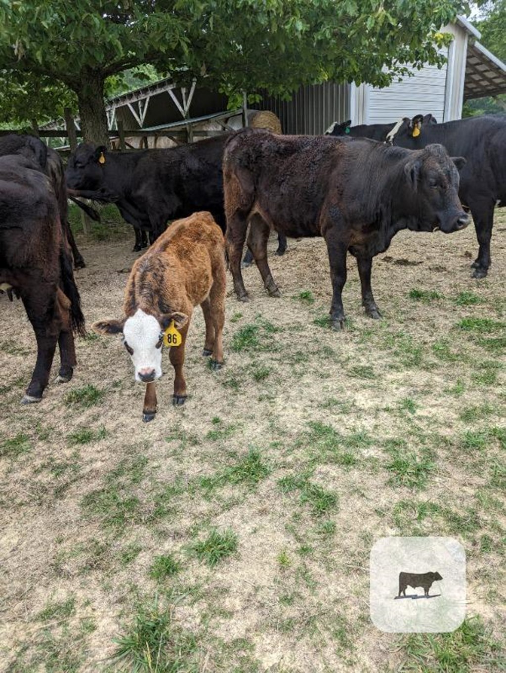 Cattle Range Listing Photo