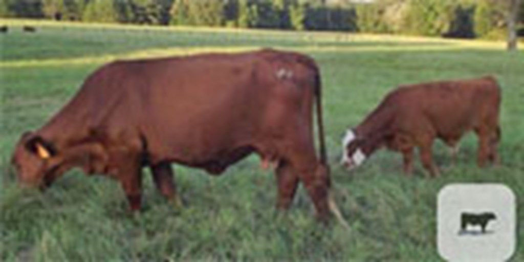 5 Reg. Santa Gertrudis Cows... East TX