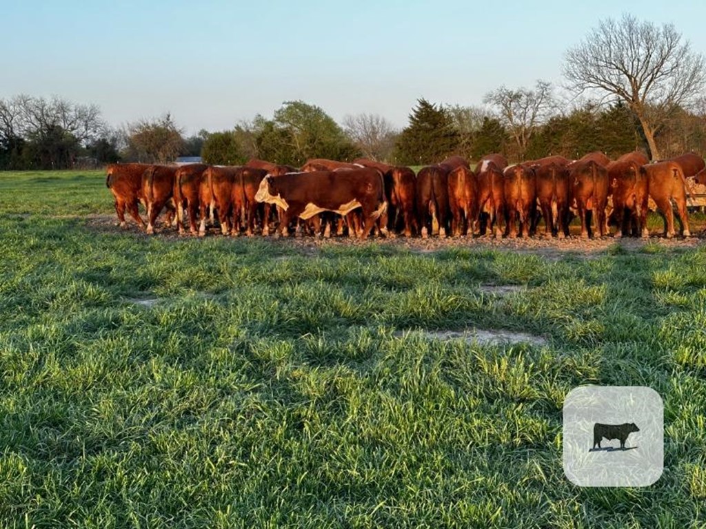 Cattle Range Listing Photo