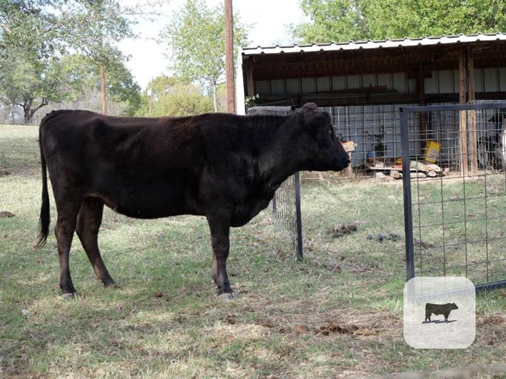 Cattle Range Listing Photo