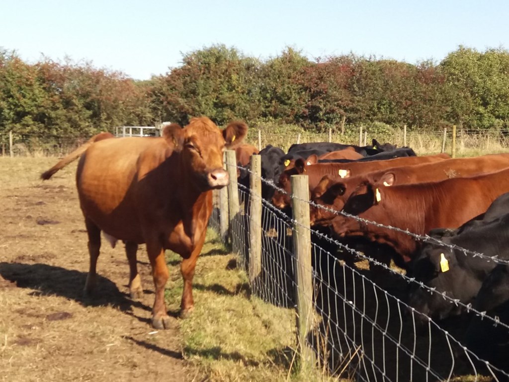 Study Shows Pasture-Weaned Calves Put Weight Back on Faster