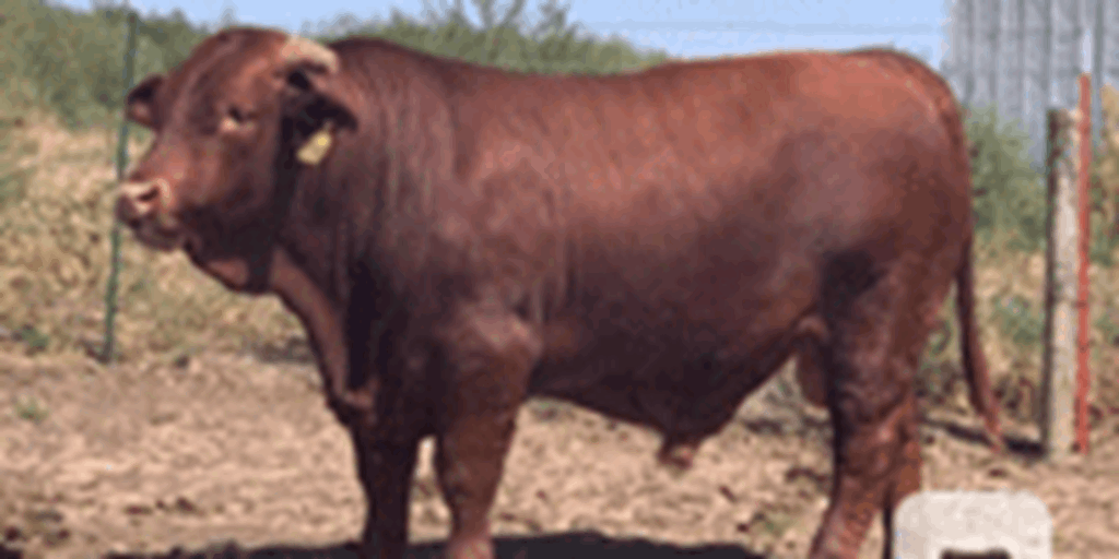3 Reg. Beefmaster Bulls... TX South Plains