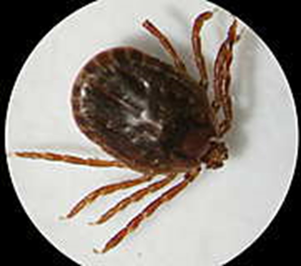 Asian Longhorned Tick has spread to a Dozen States, killing Cattle Along the Way