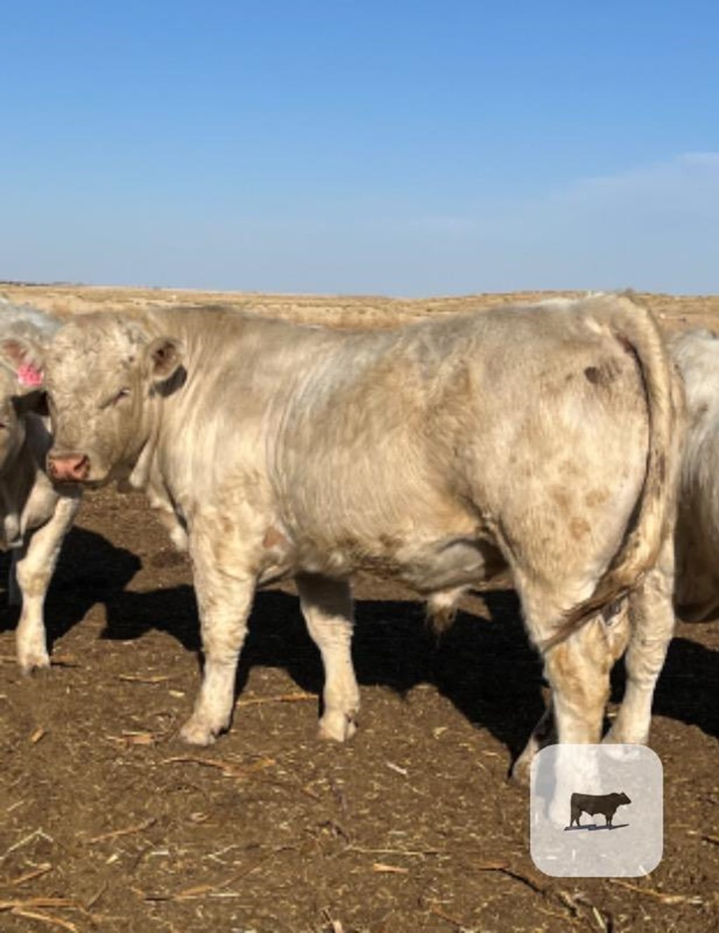 Cattle Range Listing Photo