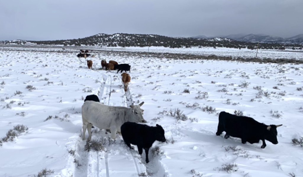 CO, NV, UT, & WY Ranchers ask USDA to provide Winter Weather Assistance